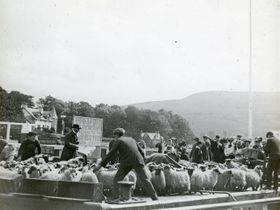 Passengers vie with sheep at Stracus (Creggans, Argyll).