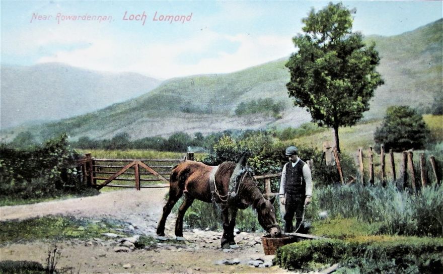 A horse given - from the look of it much-needed - feed near Loch Lomond. A postcard posted in 1909.